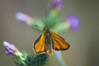 Sar Antenli Zpzp (Thymelicus sylvestris)