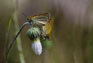 Sar Antenli Zpzp (Thymelicus sylvestris)