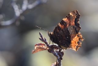 Karaaa Nimfalisi (Inachis polychloros)