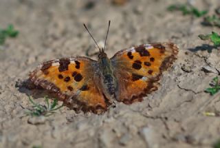 Karaaa Nimfalisi (Inachis polychloros)