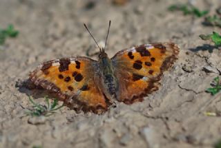 Karaaa Nimfalisi (Nymphalis polychloros)