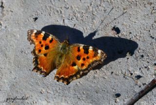 Karaaa Nimfalisi (Inachis polychloros)