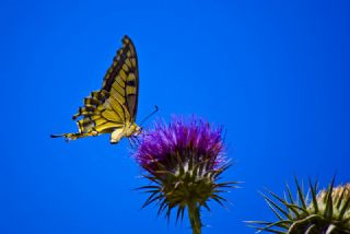 Krlangkuyruk (Papilio machaon)