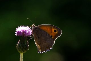 Esmerperi (Hyponephele lupina)