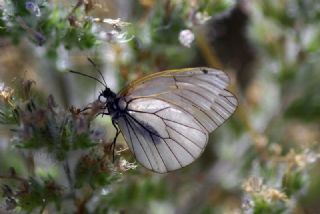 Al Beyaz (Aporia crataegi)