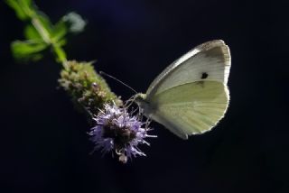 Kk Beyazmelek (Pieris rapae)