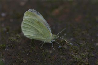 Kk Beyazmelek (Pieris rapae)