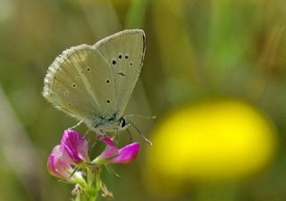 okgzl Anadolu Beyaz (Polyommatus menalcas)