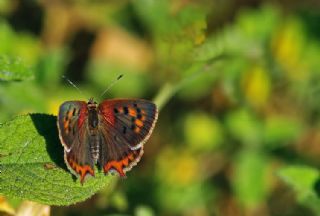 Benekli Bakr Gzeli (Lycaena phlaeas)