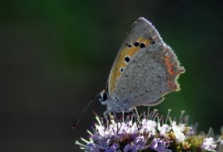 Benekli Bakr Gzeli (Lycaena phlaeas)