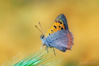 Benekli Bakr Gzeli (Lycaena phlaeas)