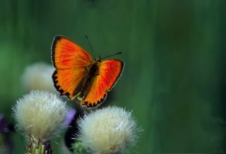 Orman Bakr Gzeli (Lycaena virgaureae)