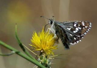 Gzel Zpzp (Pyrgus cinarae)