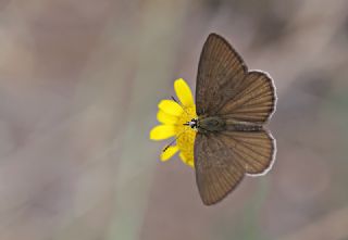 okgzl Anadolu Beyaz (Polyommatus menalcas)