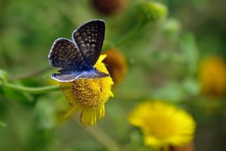 Mavi Zebra (Leptotes pirithous)