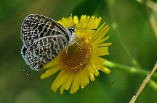 Mavi Zebra (Leptotes pirithous)