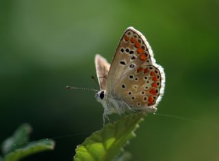 okgzl Esmer (Aricia agestis)