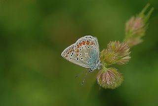 okgzl Mavi (Polyommatus icarus)