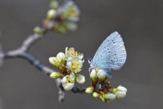 Kutsal Mavi (Celastrina argiolus)