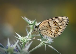 Anadolu Melikesi (Melanargia larissa)