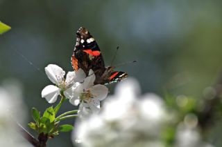 Atalanta (Vanessa atalanta)