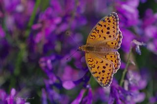 Niyobe (Fabriciana niobe)