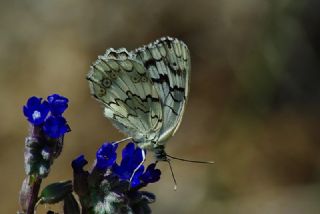 Anadolu Melikesi (Melanargia larissa)