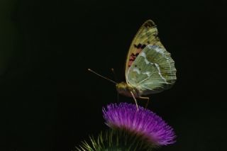 Bahadr (Argynnis pandora)