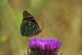 Bahadr (Argynnis pandora)