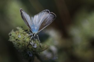 okgzl Anadolu Beyaz (Polyommatus menalcas)
