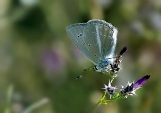 okgzl Anadolu Beyaz (Polyommatus menalcas)