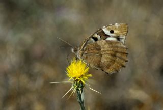 Cad (Chazara briseis)