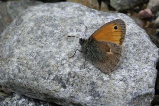 Kk Zpzp Perisi (Coenonympha pamphilus)