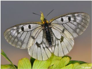 Dumanl Apollo (Parnassius mnemosyne)