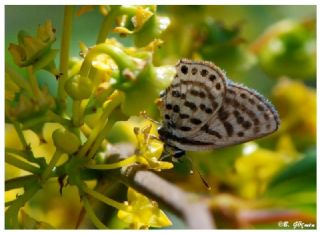 Balkan Kaplan (Tarucus balkanicus)