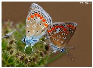 okgzl Meneke Mavisi (Polyommatus thersites)