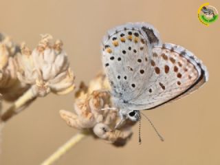 Himalaya Mavisi (Pseudophilotes vicrama)