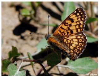 parhan (Melitaea cinxia)