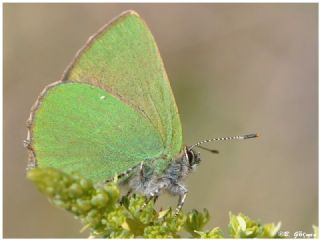 Anadolu Zmrt (Callophrys paulae)