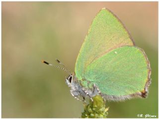 Zmrt (Callophrys rubi)