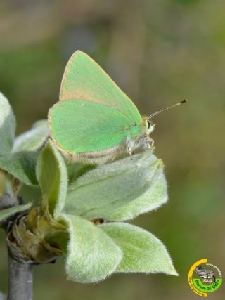 Nahvan Zmrt (Callophrys danchenkoi)