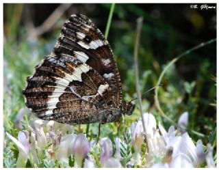 Kara Murat (Brintesia  circe)