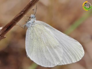 Doulu Narin Orman Beyaz (Leptidea duponcheli)