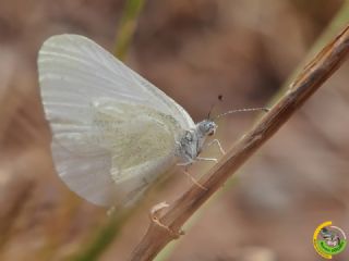 Doulu Narin Orman Beyaz (Leptidea duponcheli)