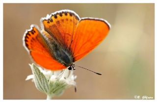 Kk Ate Gzeli (Lycaena thersamon)