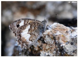 Anadolu Yalanccads (Pseudochazara anthelea)