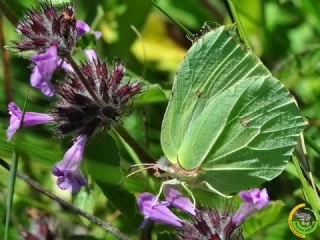 Orakkanat (Gonepteryx rhamni)