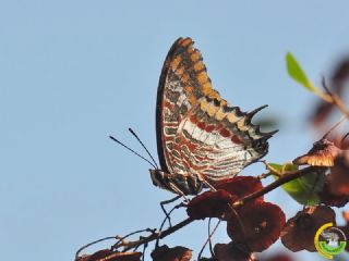 ift Kuyruklu Paa (Charaxes jasius )