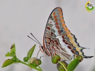 ift Kuyruklu Paa (Charaxes jasius )