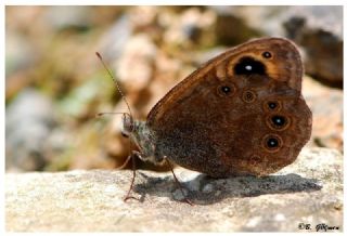 Orman Esmerboncuu (Lasiommata petropolitana)